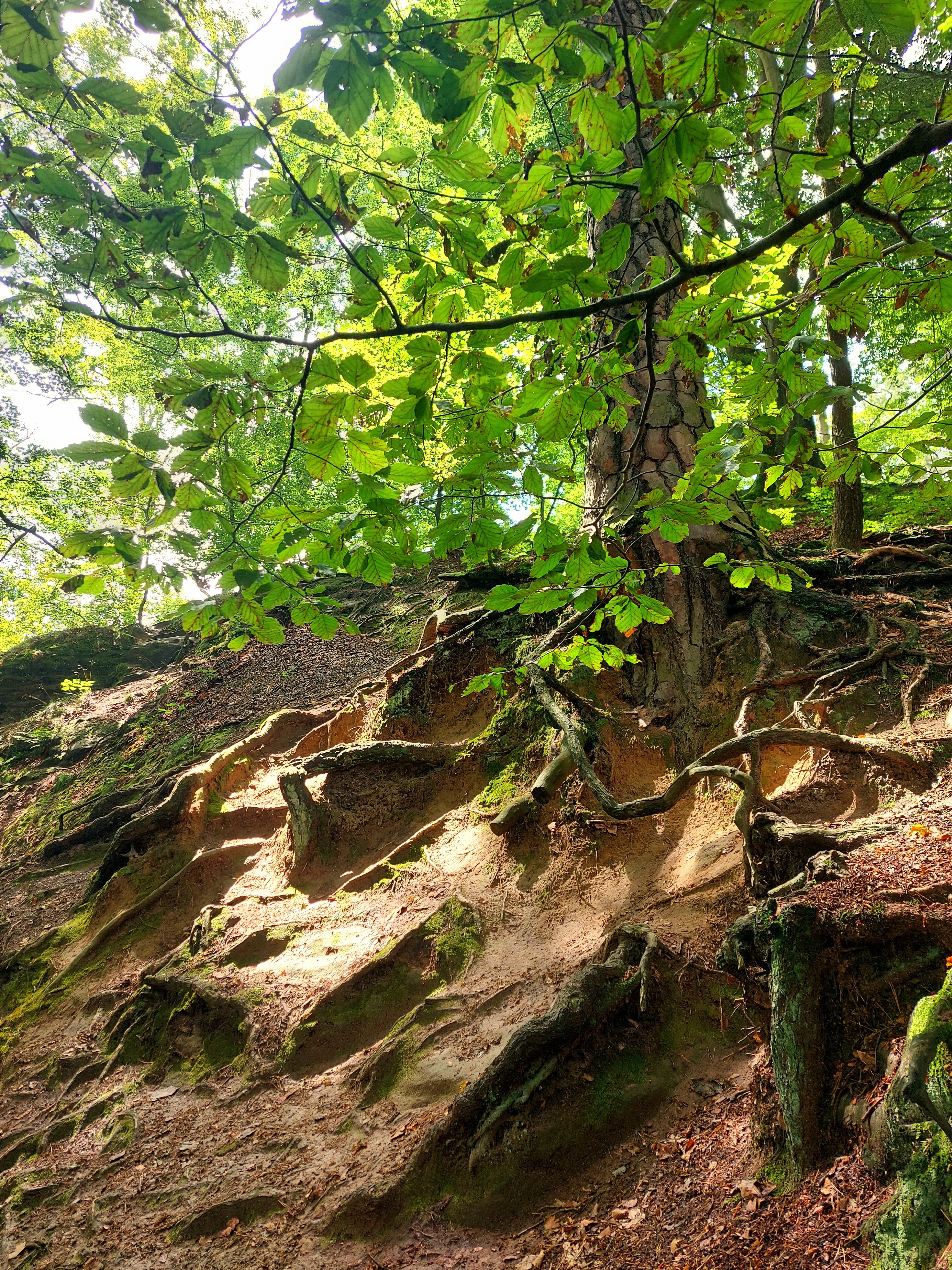 Trasa niebieskim szlakiem na Most Bastei